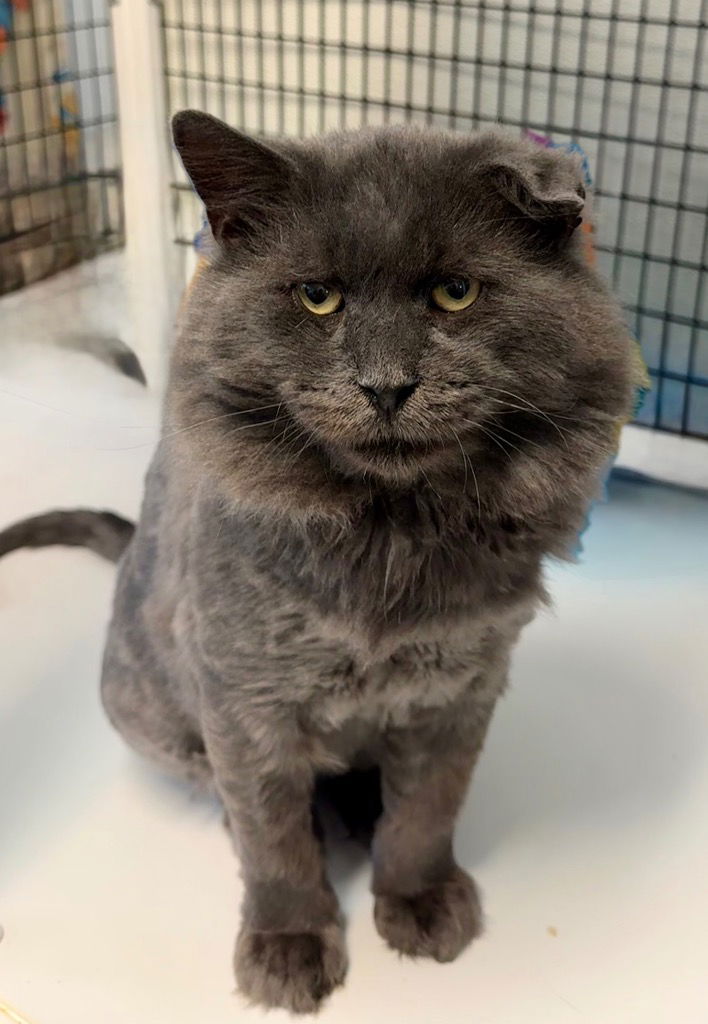 adoptable Cat in Trenton, NJ named Rocky