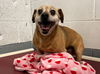 adoptable Dog in  named Paco