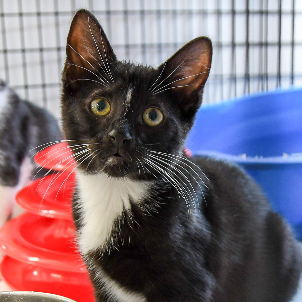 adoptable Cat in Trenton, NJ named Guinevere