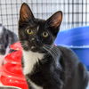 adoptable Cat in , NJ named Guinevere