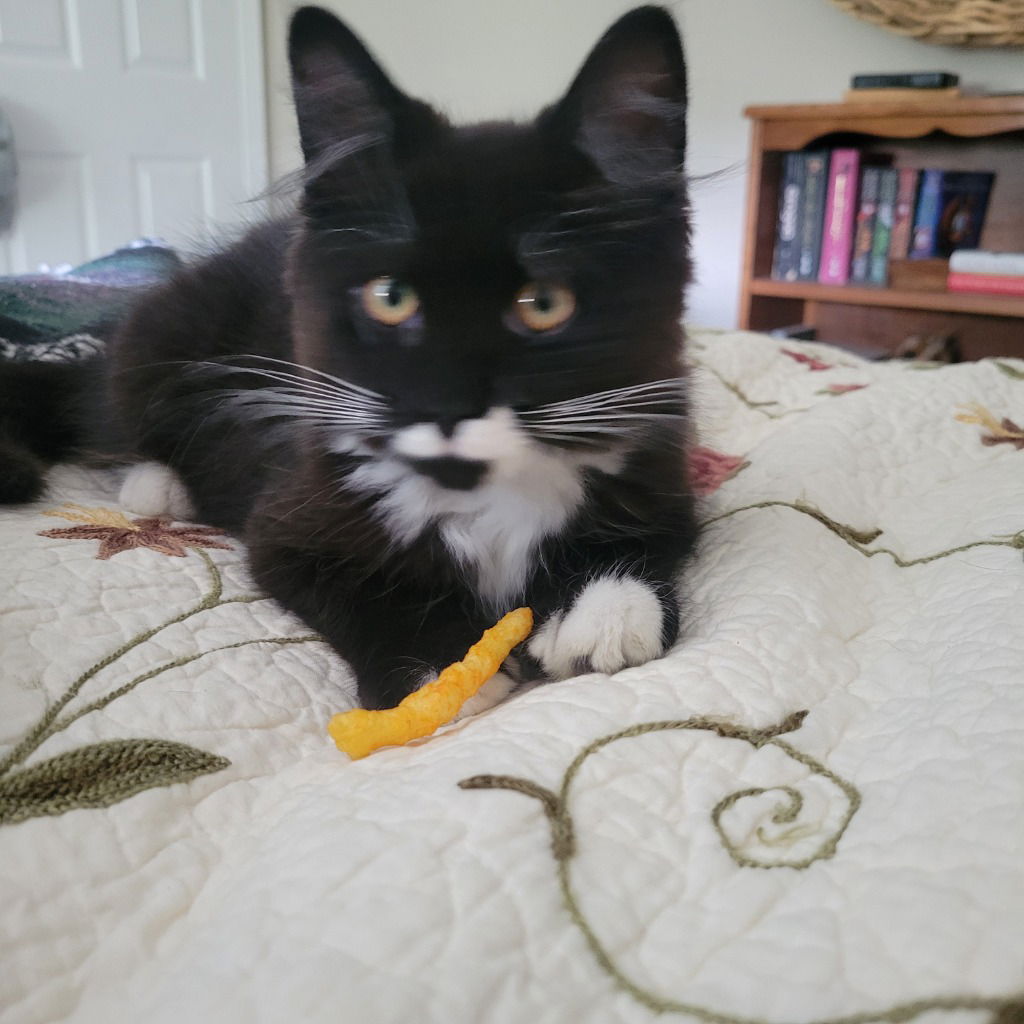adoptable Cat in Trenton, NJ named Riot