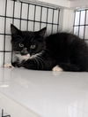 adoptable Cat in  named Daniel