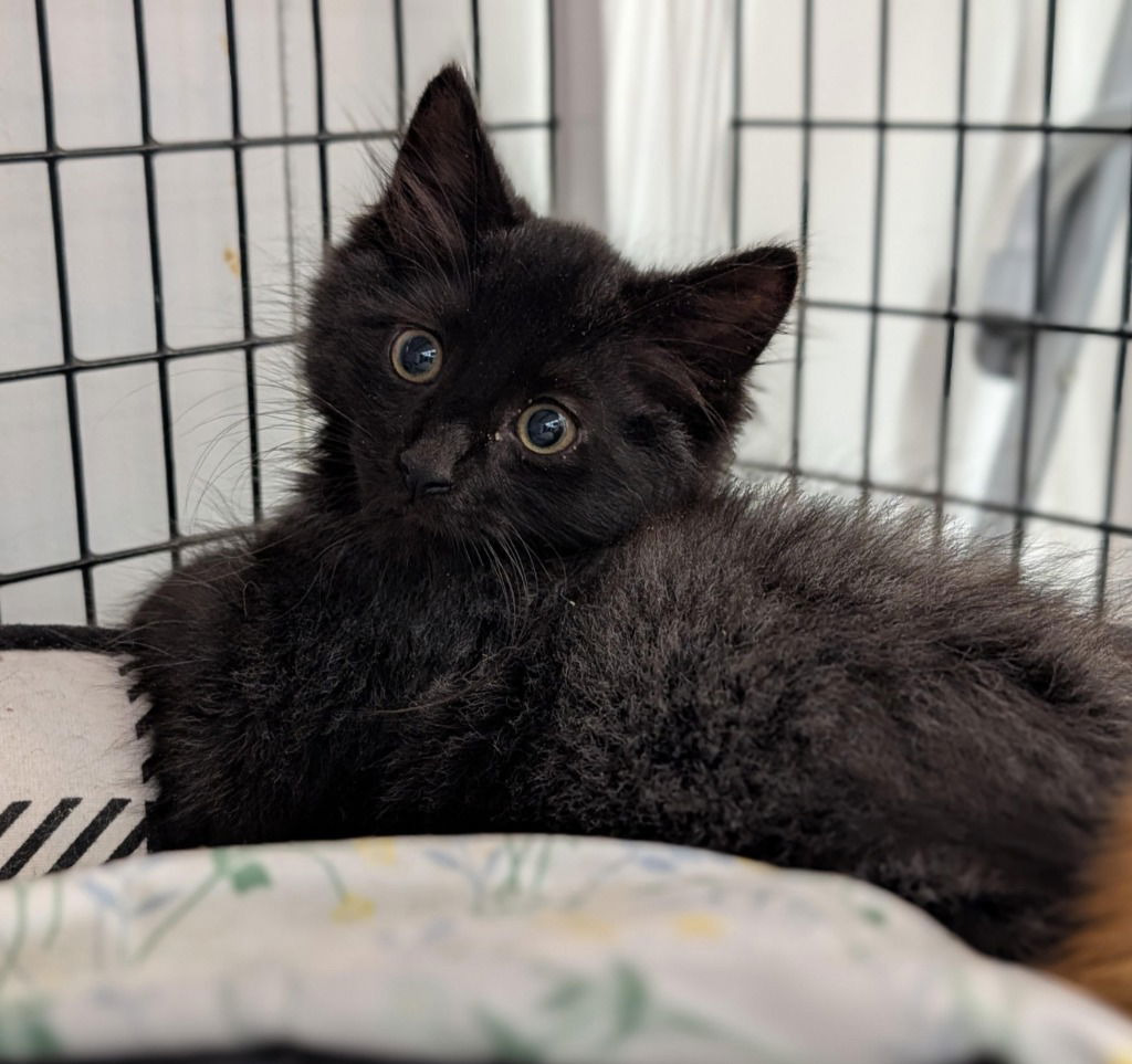 adoptable Cat in Trenton, NJ named Toothless