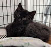 adoptable Cat in  named Toothless