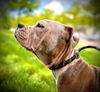 adoptable Dog in  named Aria