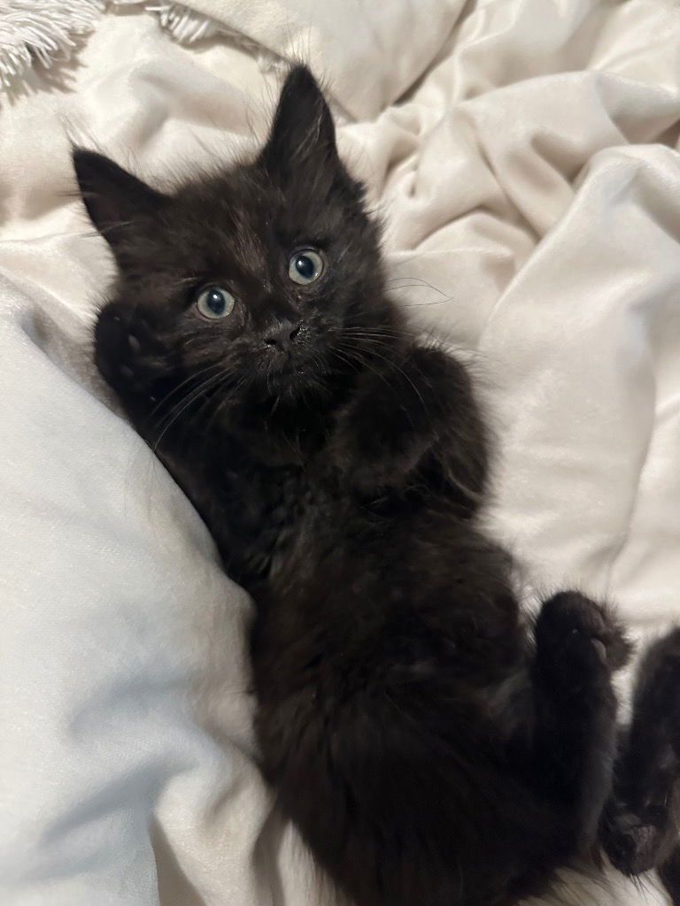 adoptable Cat in Trenton, NJ named Gummy Bear