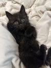 adoptable Cat in  named Gummy Bear