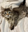 adoptable Cat in  named Jelly Bean
