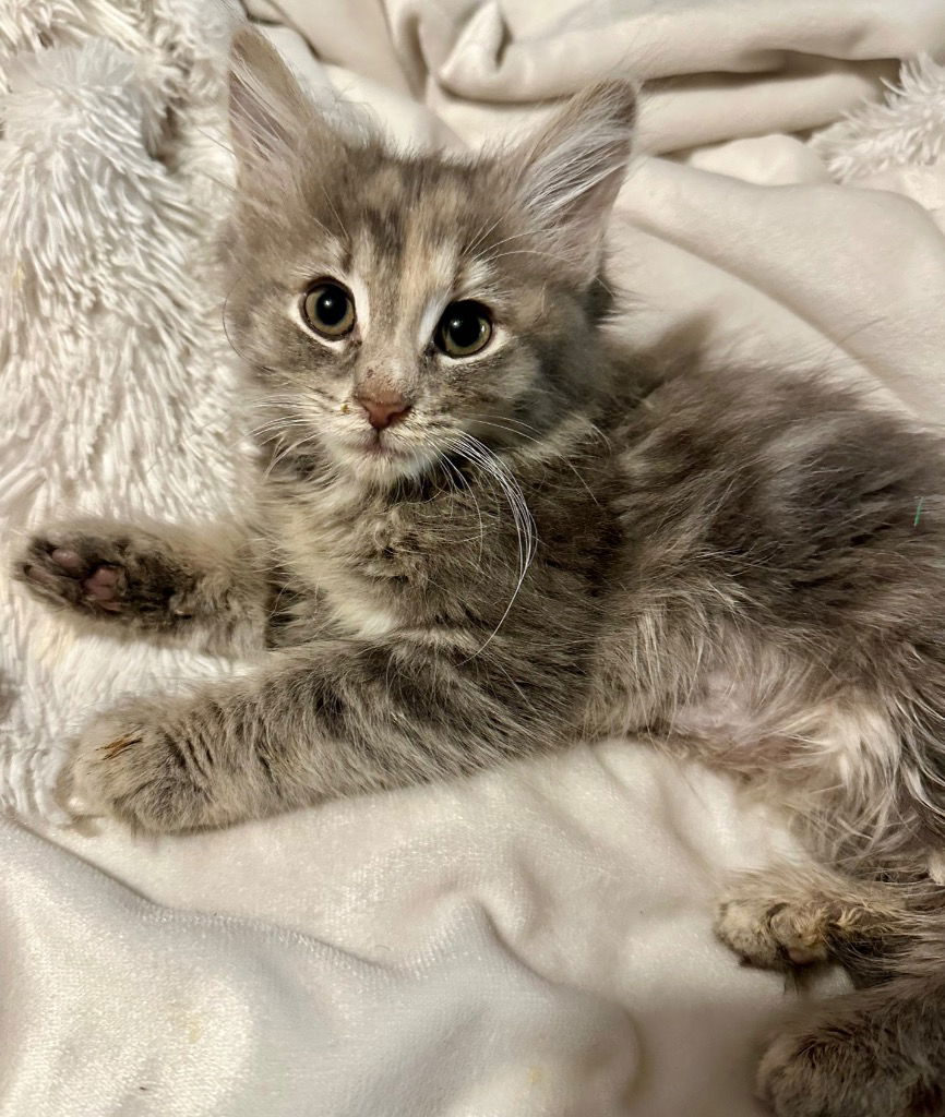 adoptable Cat in Trenton, NJ named Lollipop