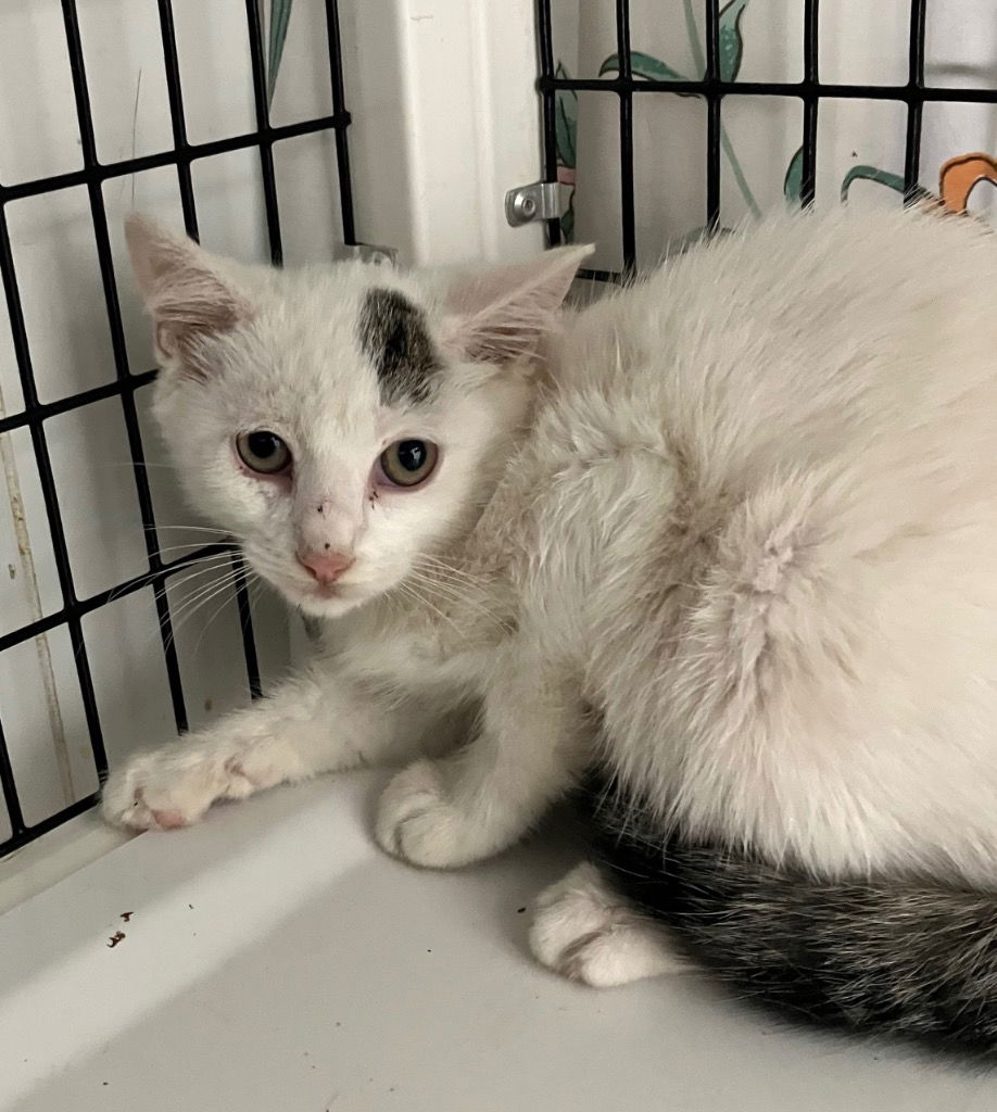 adoptable Cat in Trenton, NJ named Welder