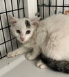 adoptable Cat in , NJ named Welder