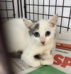 adoptable Cat in , NJ named Mason