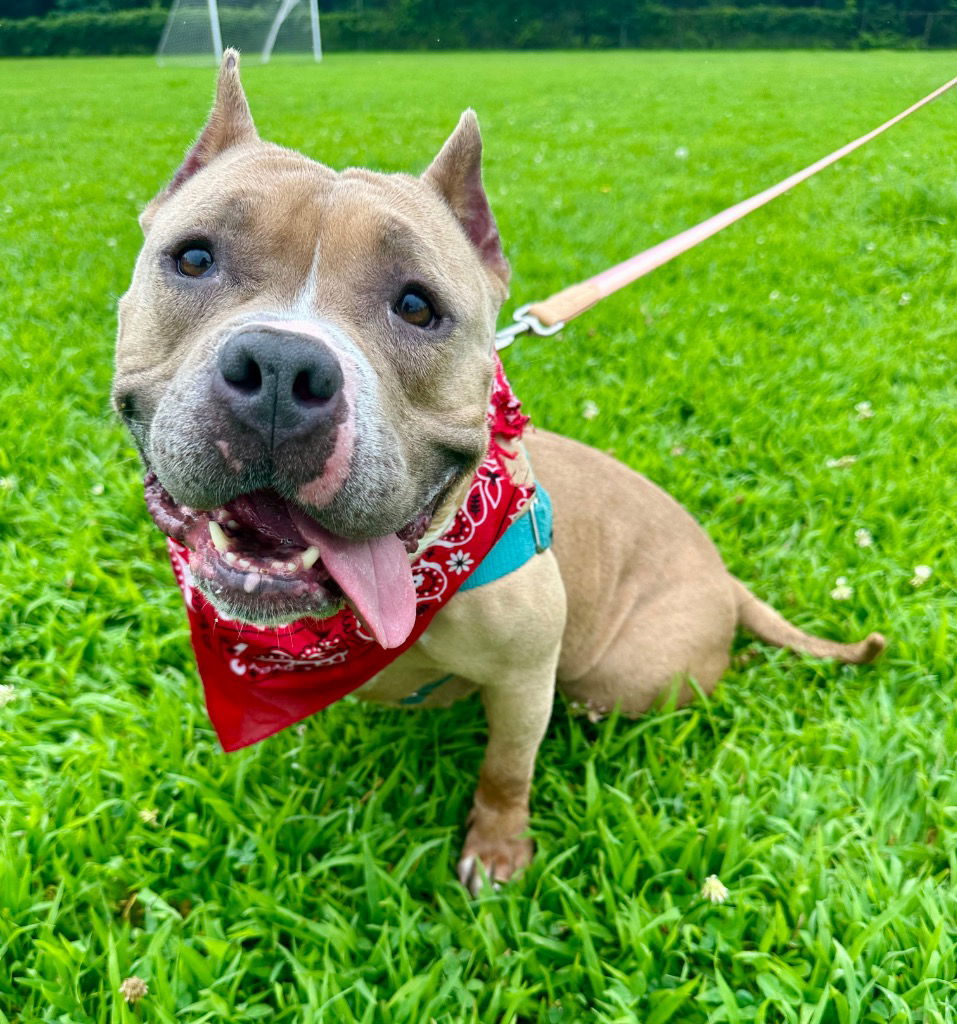 adoptable Dog in Trenton, NJ named Venus