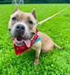 adoptable Dog in , NJ named Venus