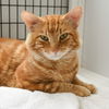 adoptable Cat in  named Bob