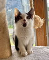 adoptable Cat in , NJ named Anna