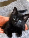 adoptable Cat in , NJ named Zinnia