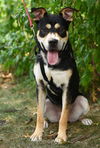 adoptable Dog in , NJ named Arlo