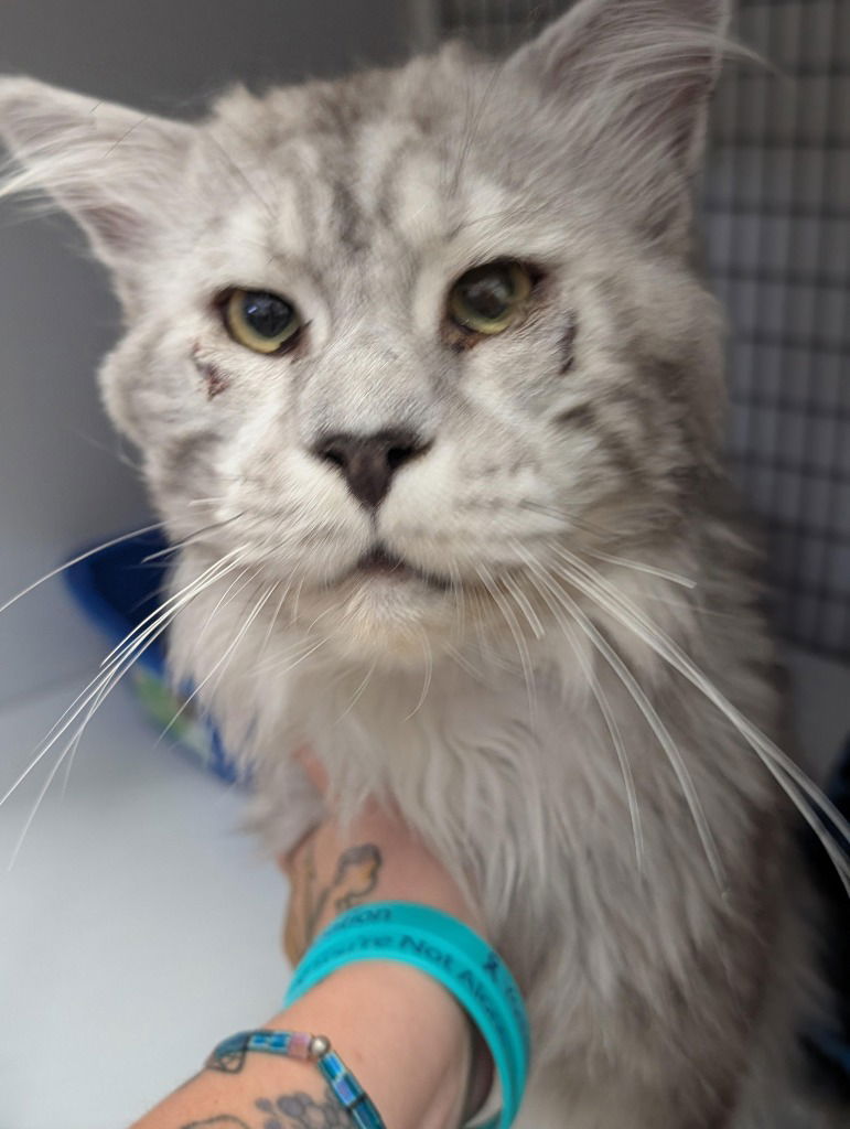 adoptable Cat in Trenton, NJ named Clint
