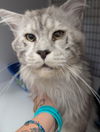 adoptable Cat in , NJ named Clint