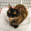adoptable Cat in  named Marbles