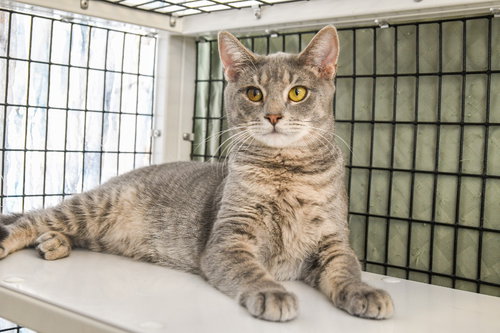 ADAM - Domestic Short Hair available for adoption