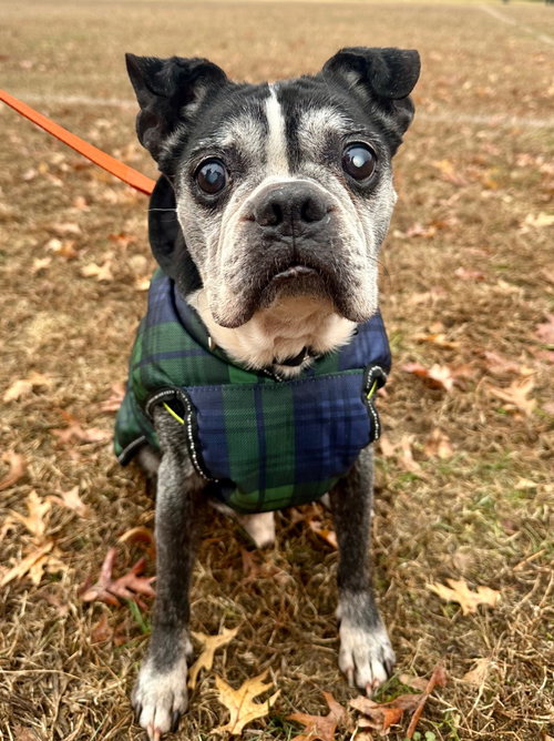 MELVIN - Boston Terrier available for adoption