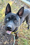 Dante - Photo 3