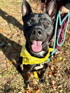 Dante - Photo 4