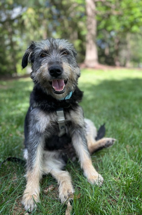 SUSIE - Schnauzer / Terrier available for adoption