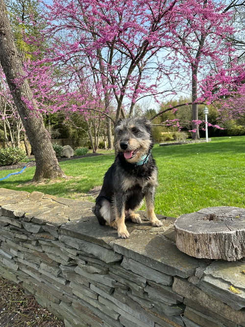 SUSIE - Schnauzer / Terrier available for adoption