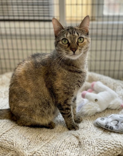 Naia, an adoptable Domestic Short Hair in Lawrenceville, NJ