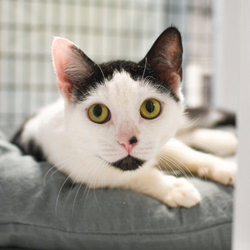 Nani, Adult Domestic Short Hair / Mixed, cat for adoption in New Brunswick, New Jersey