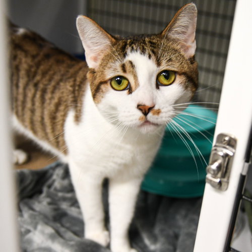 Pumba, an adoptable Domestic Short Hair in Lawrenceville, NJ