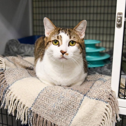 Pumba, Young Domestic Short Hair / Mixed, cat for adoption in Kearny, New Jersey