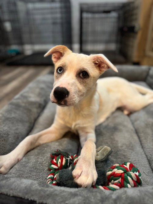 Bluey, an adoptable Labrador Retriever in Lawrenceville, NJ
