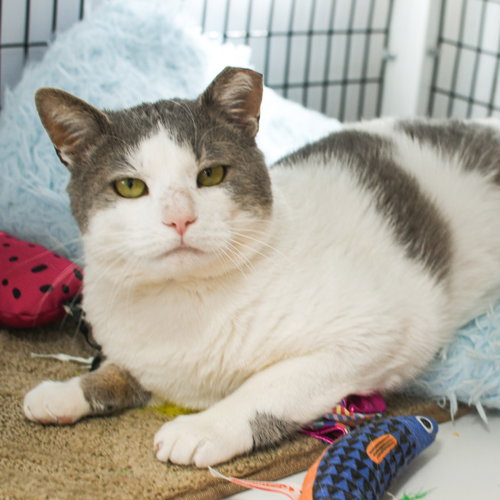 Walter, an adoptable Domestic Short Hair in Lawrenceville, NJ