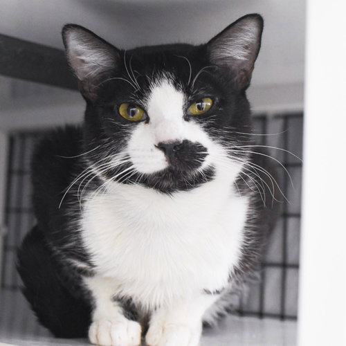 Chaplin, an adoptable Domestic Short Hair in Lawrenceville, NJ