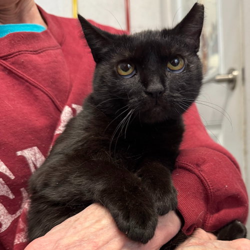 Emily, an adoptable Domestic Short Hair in Lawrenceville, NJ