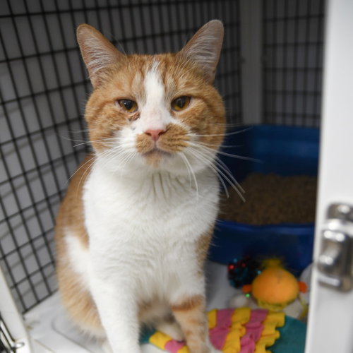 Jimmie Johnson, an adoptable Domestic Short Hair in Lawrenceville, NJ