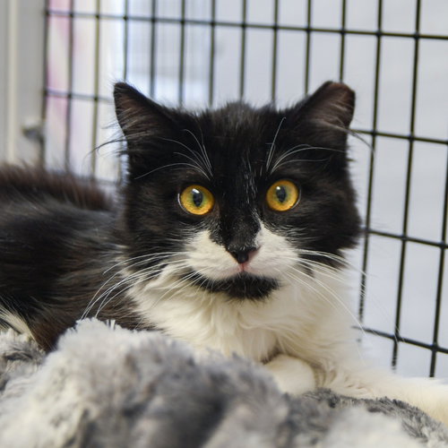 Bailey, an adoptable Domestic Medium Hair in Lawrenceville, NJ