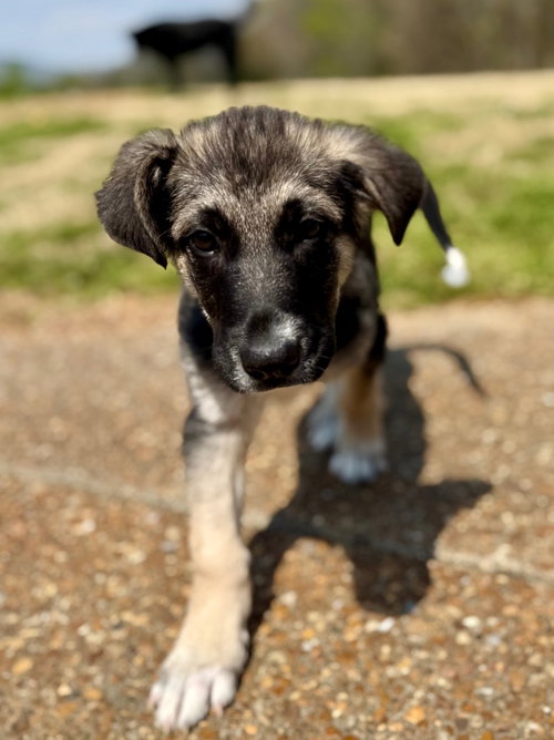 Seth, an adoptable German Shepherd Dog in Lawrenceville, NJ