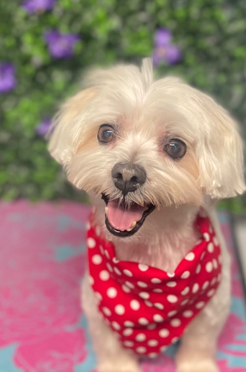 Bruno, an adoptable Maltese in Lawrenceville, NJ