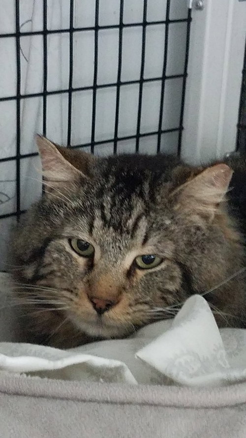 Artemis, an adoptable Domestic Short Hair in Lawrenceville, NJ