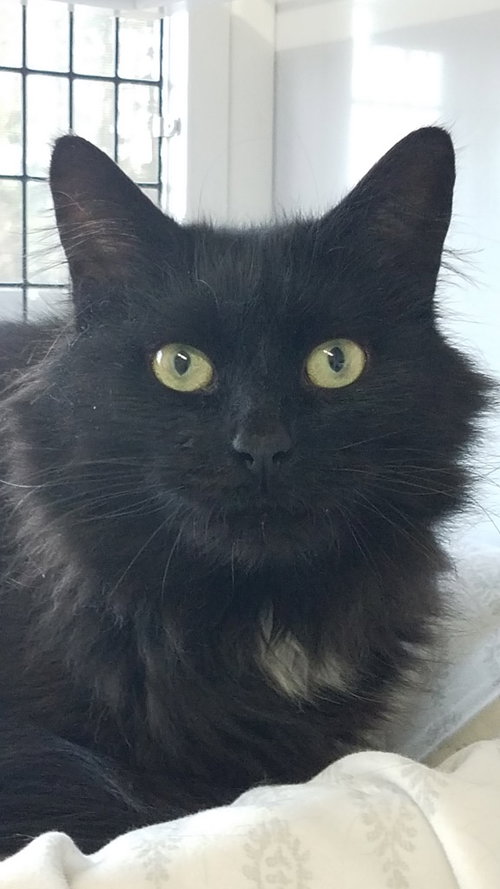 Eclipse, an adoptable Domestic Short Hair in Lawrenceville, NJ