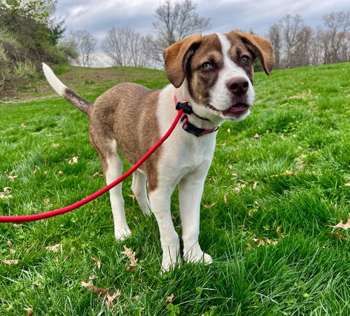 Mercedes, an adoptable Hound in Lawrenceville, NJ