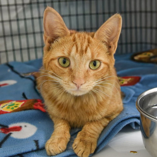 Parsnip, Adult Domestic Short Hair / Mixed, cat for adoption in Kearny, New Jersey