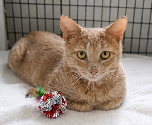 Apollo, Adult Domestic Short Hair / Mixed, cat for adoption in New Brunswick, New Jersey