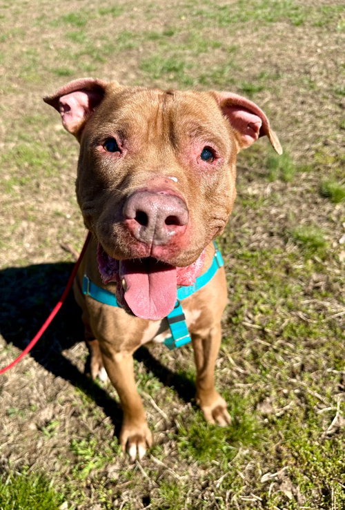 Browny, an adoptable American Staffordshire Terrier in Lawrenceville, NJ