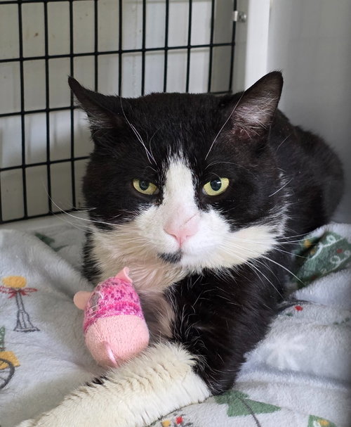 Gatsby, Young Domestic Short Hair / Mixed, cat for adoption in Kearny, New Jersey